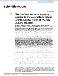 Synchrotron Microtomography Applied to the Volumetric Analysis of Internal Structures of Thoropa Miliaris Tadpoles G