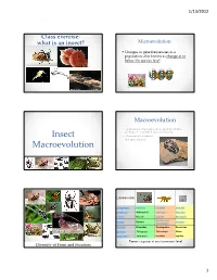 Insect Macroevolution