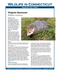 Virginia Opossum Didelphis Virginianus Background the Virginia Opossum Is the Only Member of the Order Marsupialia (Pouched Animals) J
