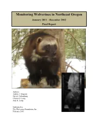 Monitoring Wolverines in Northeast Oregon