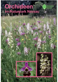 Orchideen.Pdf