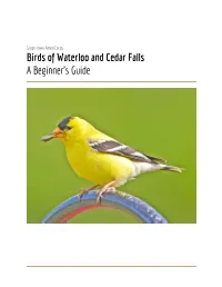 Birds of Waterloo and Cedar Falls a Beginner's Guide