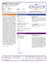 UBE2B (HR6B) [Untagged] E2 – Ubiquitin Conjugating Enzyme