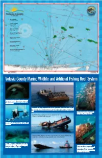 View Enlarged Reef