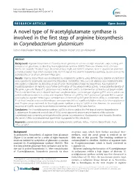 A Novel Type of N-Acetylglutamate Synthase Is Involved in the First Step