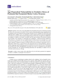 Age-Dependent Vulnerability to Oxidative Stress of Postnatal Rat Pyramidal Motor Cortex Neurons