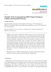 The Role of the Transmembrane RING Finger Proteins in Cellular and Organelle Function