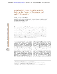 Possible Roles in the Control of Translation and Mrna Degradation
