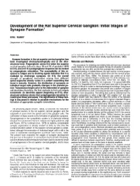 Development of the Rat Superior Cervical Ganglion: Initial Stages of Synapse Formation’