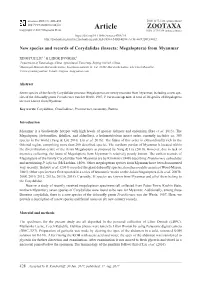 New Species and Records of Corydalidae (Insecta: Megaloptera) from Myanmar