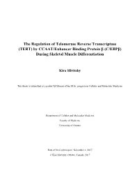 The Regulation of Telomerase Reverse Transcriptase (TERT) by CCAAT/Enhancer Binding Protein Β (C/Ebpβ) During Skeletal Muscle Differentiation