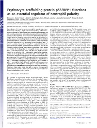 Erythrocyte Scaffolding Protein P55/MPP1 Functions As an Essential Regulator of Neutrophil Polarity