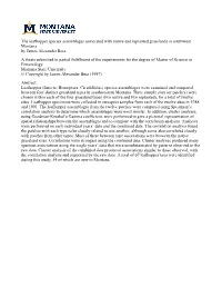 The Leafhopper Species Assemblages Associated with Native And
