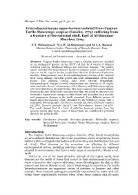 Enterobacteriaceae Opportunism Isolated from Caspian Turtle