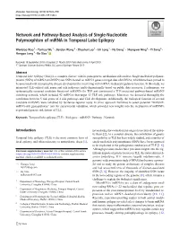 Network and Pathway-Based Analysis of Single-Nucleotide Polymorphism of Mirna in Temporal Lobe Epilepsy