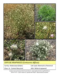 DIFFUSE KNAPWEED (Centaurea Diffusa)