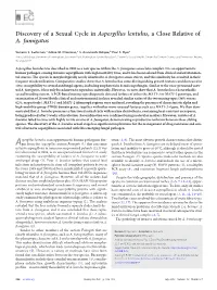 Discovery of a Sexual Cycle in Aspergillus Lentulus, a Close Relative of A
