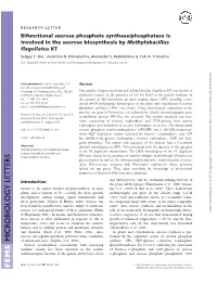 Bifunctional Sucrose Phosphate Synthasephosphatase Is Involved In