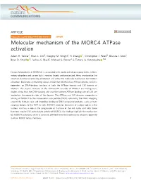 Molecular Mechanism of the MORC4 Atpase Activation