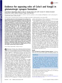Evidence for Opposing Roles of Celsr3 and Vangl2 in Glutamatergic Synapse Formation