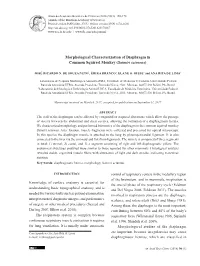 Morphological Characterization of Diaphragm in Common Squirrel Monkey (Saimiri Sciureus)