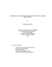 PLEIOTROPIC and ISOFORM-SPECIFIC FUNCTIONS of PITX2 in BRAIN DEVELOPMENT by Mindy Rachelle Waite a Dissertation Submitted In