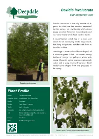 Davidia Involucrata Handkerchief Tree