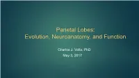 Parietal Lobes: Evolution, Neuroanatomy, and Function
