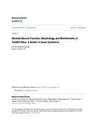 Skeletal Muscle Function, Morphology, and Biochemistry in Ts65dn Mice: a Model of Down Syndrome