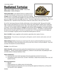 Radiated Tortoise Class: Reptilia