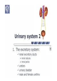 Urinary System 2