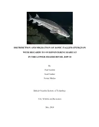 Distribution and Migration of Sonic-Tagged Sturgeon with Regards to Overwintering Habitat in the Lower Fraser River, 2009-10