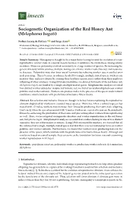 Sociogenetic Organization of the Red Honey Ant (Melophorus Bagoti)