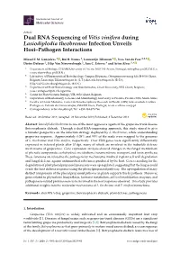 Dual RNA Sequencing of Vitis Vinifera During Lasiodiplodia Theobromae Infection Unveils Host–Pathogen Interactions