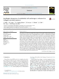 Jararhagin Disruption of Endothelial Cell Anchorage Is Enhanced in Collagen Enriched Matrices
