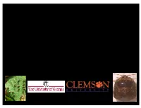 Kudzu Bugs and Their Management in Southeastern Soybeans Soybean Breeders’ & Entomologists’ Workshop St