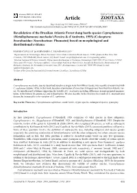Revalidation of the Brazilian Atlantic Forest Dung Beetle Species