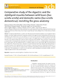 Comparative Study of the Digastric and the Stylohyoid Muscles Between
