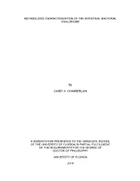University of Florida Thesis Or Dissertation Formatting Template