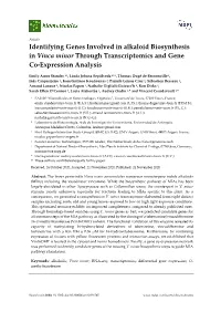 Identifying Genes Involved in Alkaloid Biosynthesis in Vinca Minor Through Transcriptomics and Gene Co-Expression Analysis