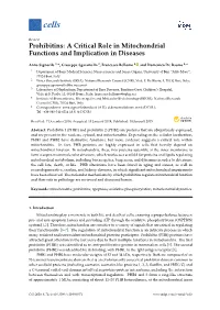 Prohibitins: a Critical Role in Mitochondrial Functions and Implication in Diseases