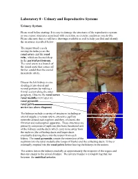Laboratory 8 - Urinary and Reproductive Systems