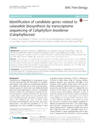 Identification of Candidate Genes Related to Calanolide Biosynthesis