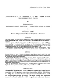 Bermudamysis G. N., Platyops G. N. and Other Mysids from Bermudian Caves