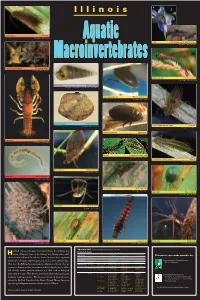Hundreds of Species of Aquatic Macroinvertebrates Live in Illinois In