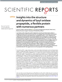 Insights Into the Structure and Dynamics of Lysyl Oxidase
