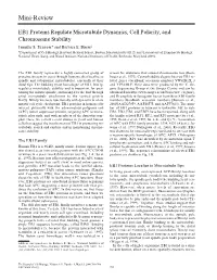 EB1 Proteins Regulate Microtubule Dynamics, Cell Polarity, and Chromosome Stability Jennifer S