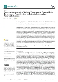 Comparative Analysis of Volatile Terpenes and Terpenoids in the Leaves of Pinus Species—A Potentially Abundant Renewable Resource