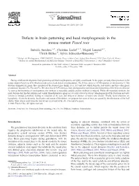 Defects in Brain Patterning and Head Morphogenesis in the Mouse Mutant Fused Toes