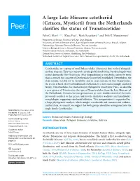 A Large Late Miocene Cetotheriid (Cetacea, Mysticeti) from the Netherlands Clarifies the Status of Tranatocetidae